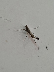 Insecta