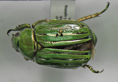 Chrysina gloriosa