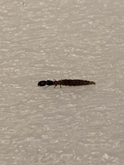 Euborellia annulipes