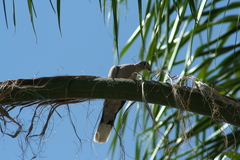 Streptopelia decaocto