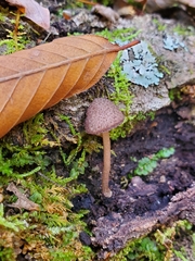 Cystoagaricus