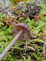 Cystoagaricus