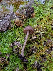 Cystoagaricus