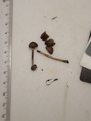 Cystoagaricus
