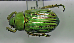Chrysina gloriosa