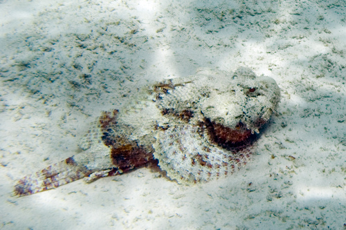 Spotted Scorpionfish
