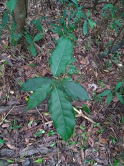 Itea