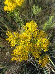 Solidago nitida