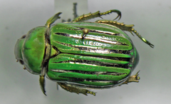 Chrysina gloriosa