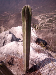 Lophocereus marginatus