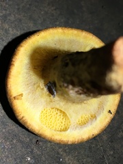Suillus decipiens