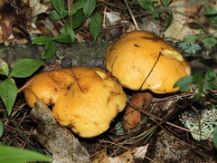Suillus punctipes
