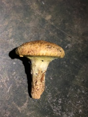 Suillus decipiens