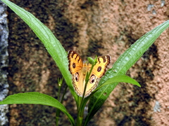 Junonia almana