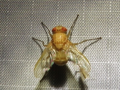 Ormia