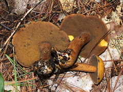 Suillus punctipes