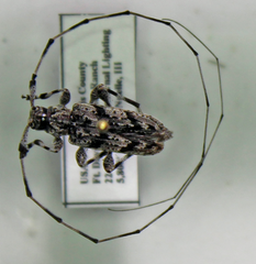 Acanthocinus obliquus