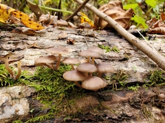 Mycena semivestipes