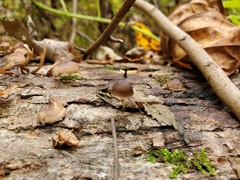 Mycena semivestipes