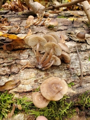 Mycena semivestipes