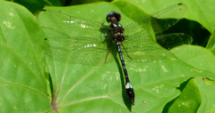 Macrothemis pseudimitans