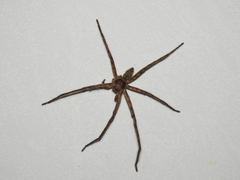 Heteropoda venatoria