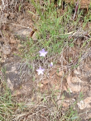 Wahlenbergia gracilis
