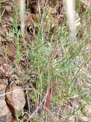 Wahlenbergia gracilis
