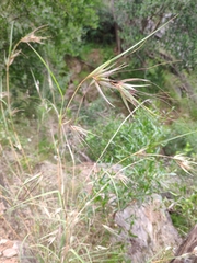 Themeda triandra
