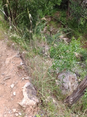 Themeda triandra