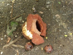 Rafflesia cantleyi