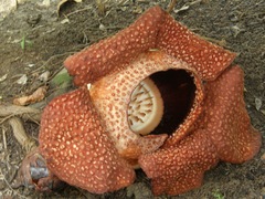 Rafflesia cantleyi