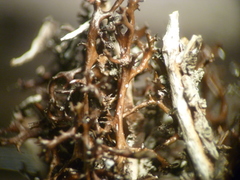 Cetraria muricata