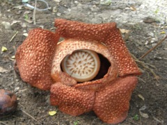 Rafflesia cantleyi