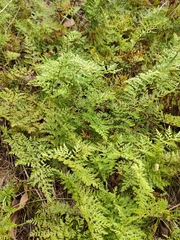 Cheilanthes austrotenuifolia