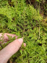 Cheilanthes austrotenuifolia