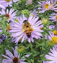Apis mellifera
