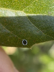 Tetraleurodes perileuca