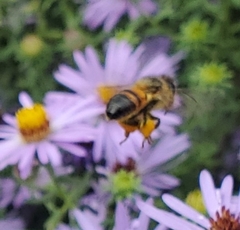 Apis mellifera