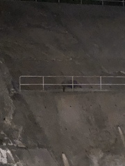 Sus scrofa moupinensis