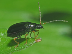 Luperus longicornis