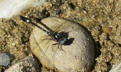 Macrothemis pseudimitans