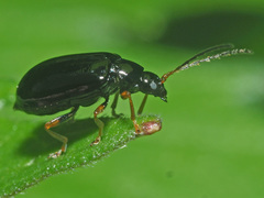 Luperus longicornis