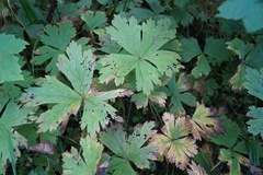 Anemonastrum baicalense