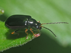 Luperus longicornis