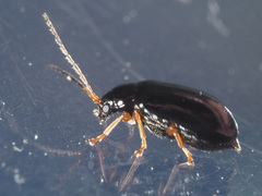 Luperus longicornis