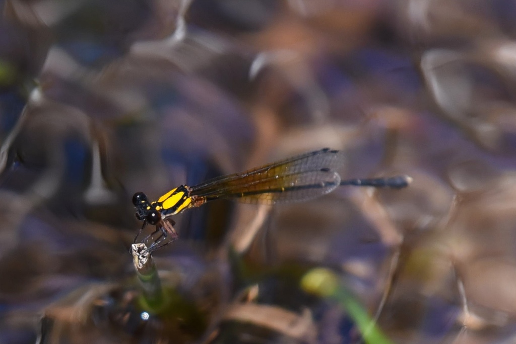 Pilbara Threadtail