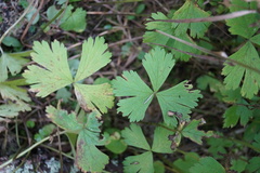 Anemonastrum baicalense