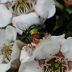 Amenia chrysame