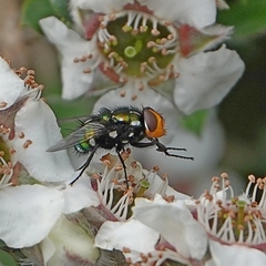 Amenia chrysame